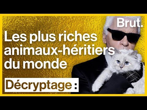 Vidéo: Les journalistes suggèrent que Lagerfeld a laissé un héritage de plusieurs millions de dollars au chat