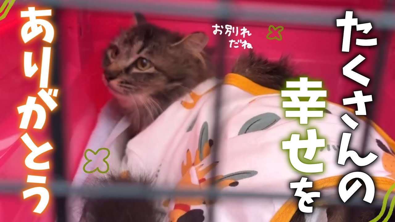 The wonderful mama cat who gave us so much happiness has finally