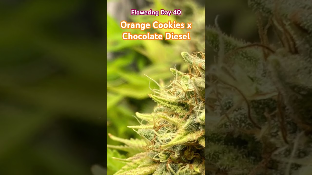 🌿 Flowering Day 40 - Orange Cookies x Chocolate Diesel  🌸