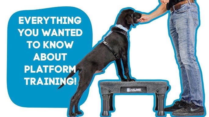 Teaching your dog to LOVE the Cato Board - intro to platform training for  your dog. 