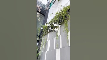 Chiếc rèm che nắng bằng lá - Cây Cúc Tần Ấn Độ #iplant #xaydungcanhquan #thicongcayxanh #caycuctan