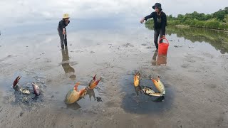 Brave Women Catching Huge Mud Crabs In Muddy after Sea Water Low Tide
