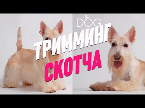 ТРИММИНГ СКОТЧ ТЕРЬЕРА / ОБУЧЕНИЕН ГРУМИНГУ / Эпизод МАСТЕР-КЛАССА / GROOM SCHOOL