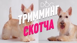 ТРИММИНГ СКОТЧ ТЕРЬЕРА / ОБУЧЕНИЕН ГРУМИНГУ / Эпизод МАСТЕРКЛАССА / GROOM SCHOOL