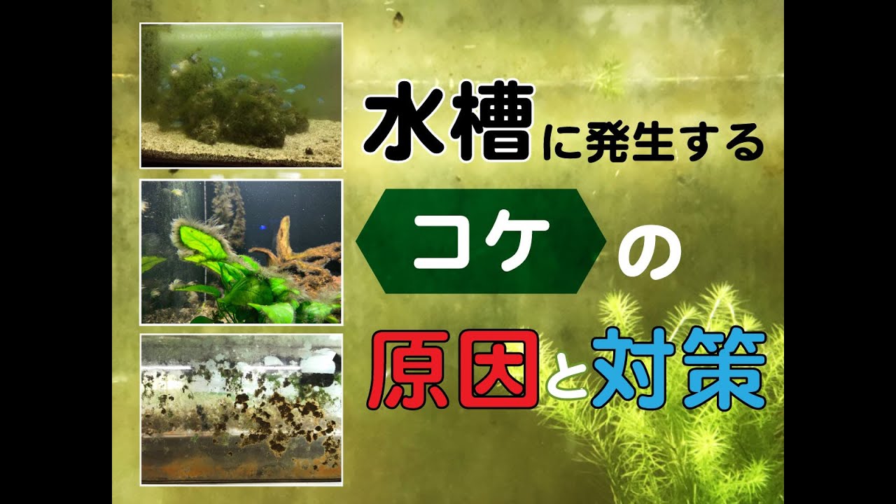 初心者向け 水槽のコケの発生原因と対策を プロアクアリストがアドバイス Youtube