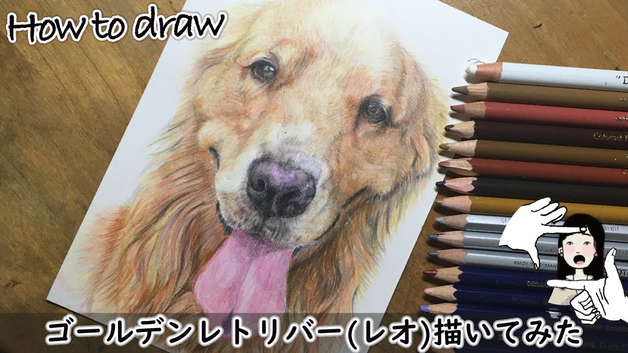 Drawing A Dog Golden Retriever How To Draw ゴールデンレトリバー レオ 描いてみた やんちゃな 可愛いゴールデンレトリバー 色鉛筆 Youtube