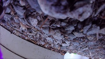 ESC Failure // Betaflight F3 // Cicada 35a // Need FPV Help