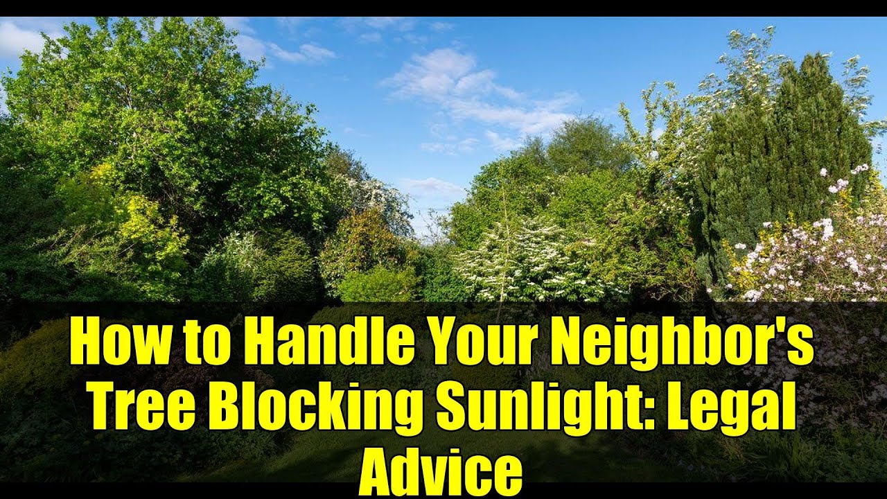 How to Handle Your Neighbor's Tree Blocking Sunlight: Legal Advice