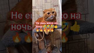 кот Бисквит в недоумении #юмор #кот #веселыекоты #cat #прикольныекоты #котики