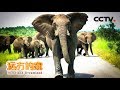 《远方的家》一带一路（402） 南非 野生动物的家园  20180725 | CCTV中文国际