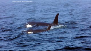 The Puget Sound orca population is declining, here's how you can help  New Day Northwest