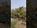 orange tree is full with oranges🍊🍊