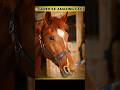 🐴Goreh ke amazing fact|horse amazing fact |#shorts #shortsfeed #facts
