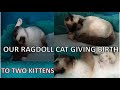 RAGDOLL CAT GIVING BIRTH TO TWO KITTENS + weigh-ins | Claudia GG