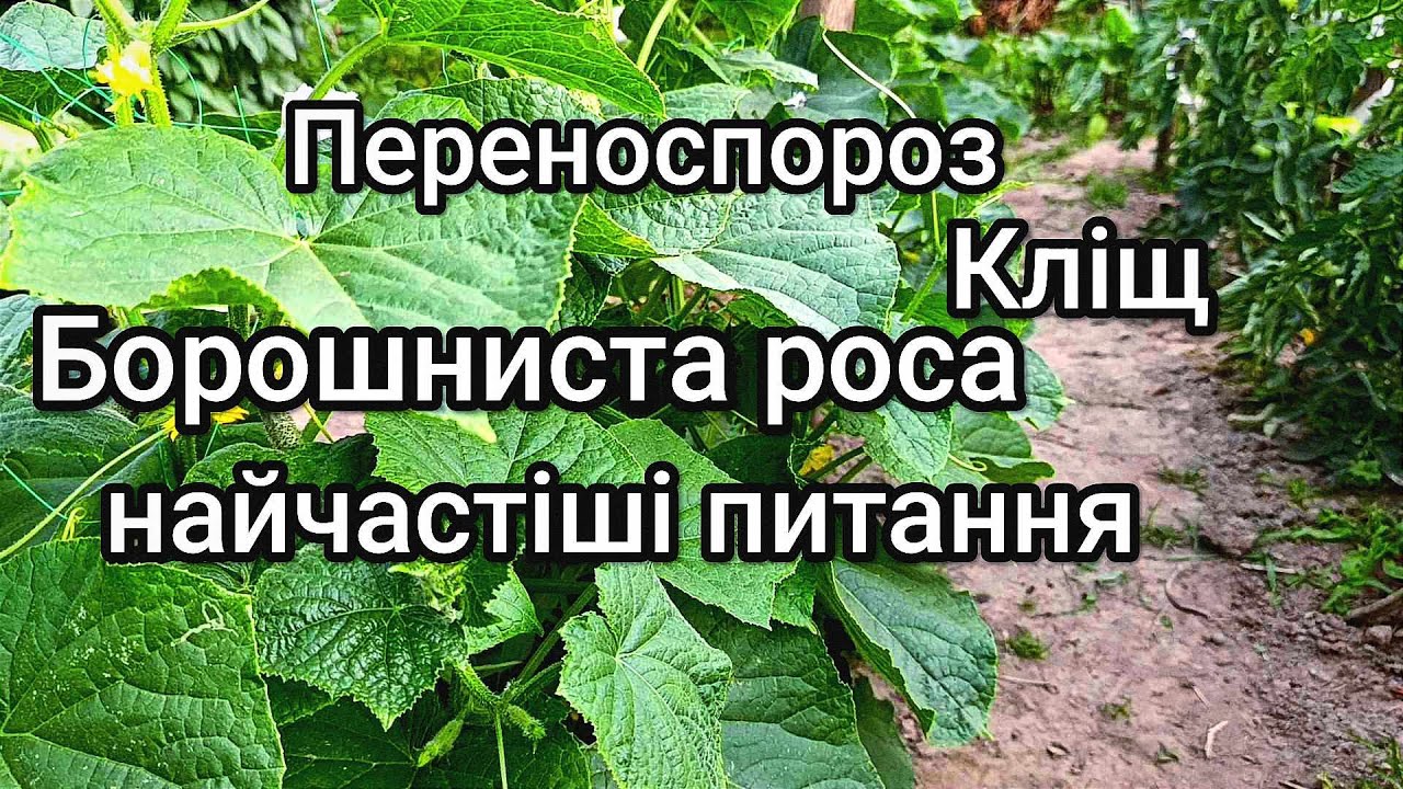 Обробка огірка від пероноспорозу та кліща