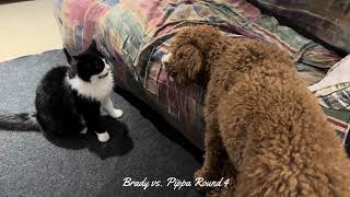 Standard Poodle vs. Tuxedo Cat | Round 4