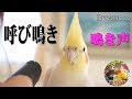 オカメインコ(オス)呼び鳴き・鳴き声ってどうなの?種類 オス鳴き うるさい?553 A cry of Cockatiel ・Voice