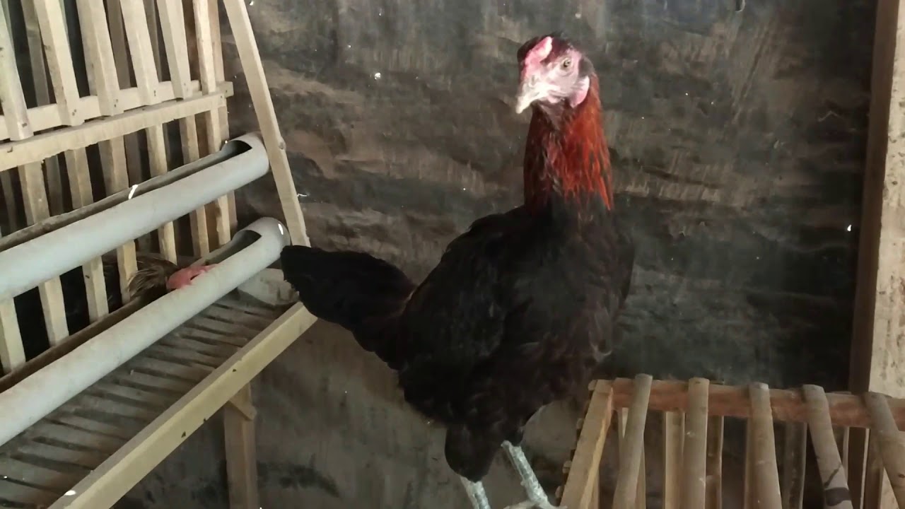 Mengintip kesuksesan budidaya ayam  kampung  unggul di 