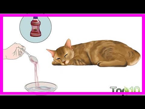Video: How To Treat A Reproductive Tract Infection In Cats