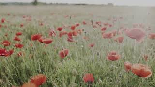 In Flanders Fields - a poem by John McCrae