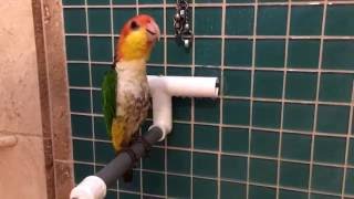 shower concert starring Teddy the caique
