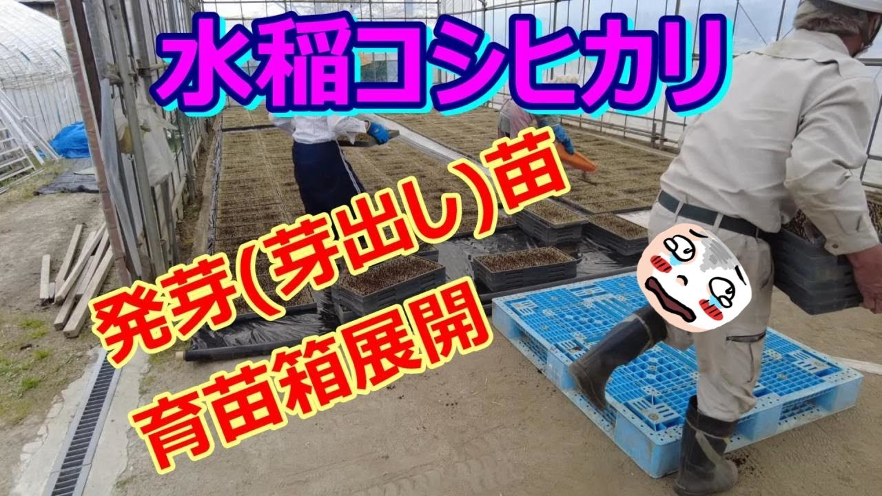 ゆうきさん専用　　コシヒカリ苗10箱 コシヒカリ 箱苗 10枚 【公式通販】