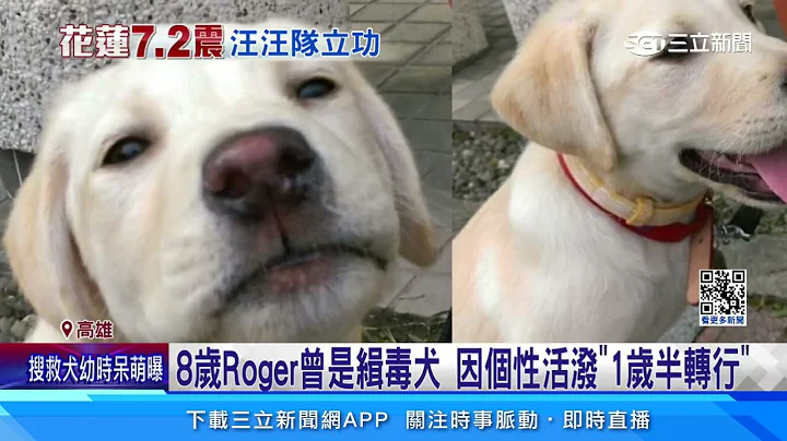 搜救犬Roger建功 呆萌幼照曝光「曾是破壞王」｜三立新聞網 SETN.com - 天天要聞