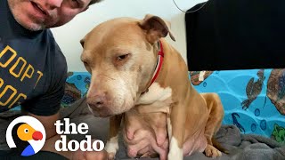 Guy Fosters A Very Pregnant Pittie, And Then All Her Babies Too | The Dodo