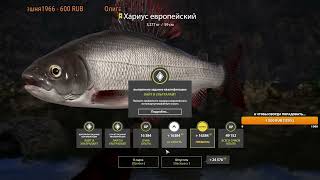 Трофейный Хариус Европейский, р. Белая Русская Рыбалка 4 #russianfishing4 #russianfishing4spots