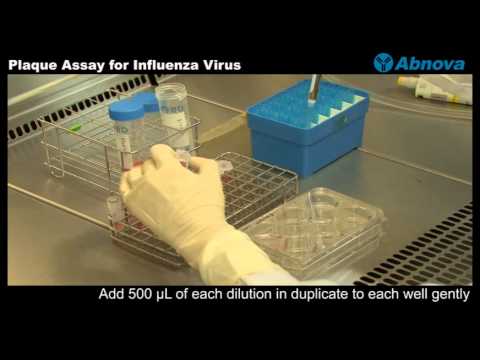 Plaque Assay for Influenza Virus