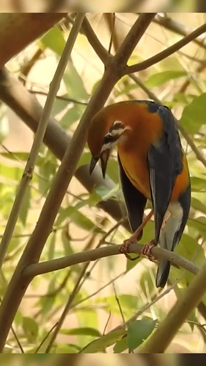 Kicauan Burung Anis di Alam sampai Teler