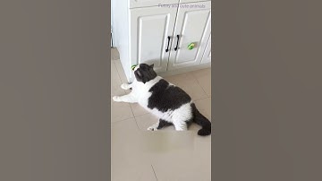 Cat playing with avocado toy | Funny and cute animals