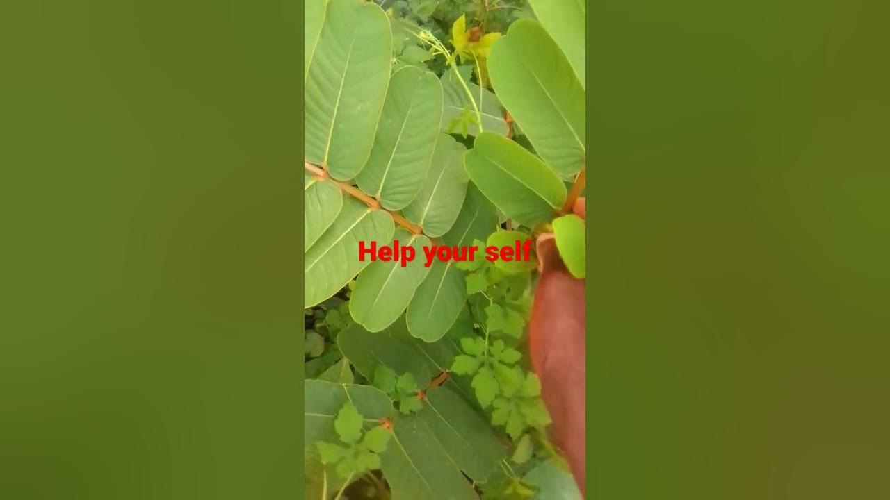 how to treat typhoid