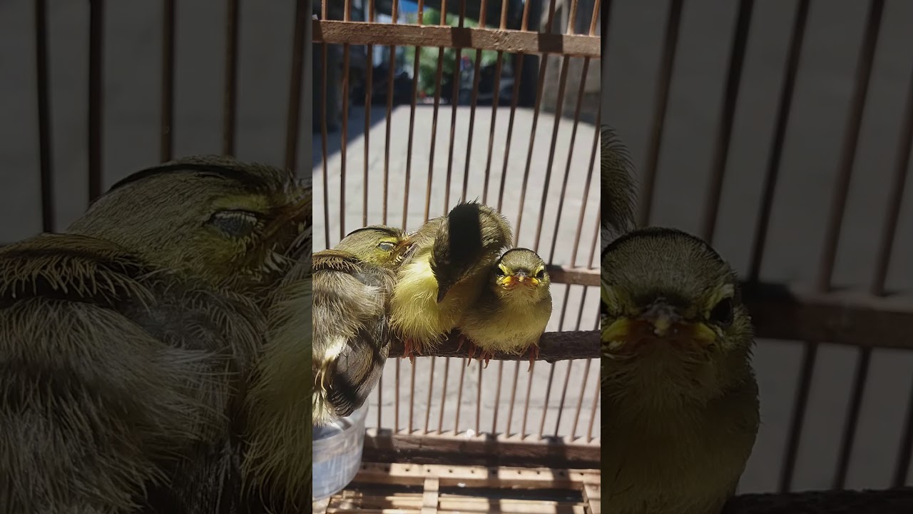 Anakan Prenjak Meong Tebu Cililung Youtube