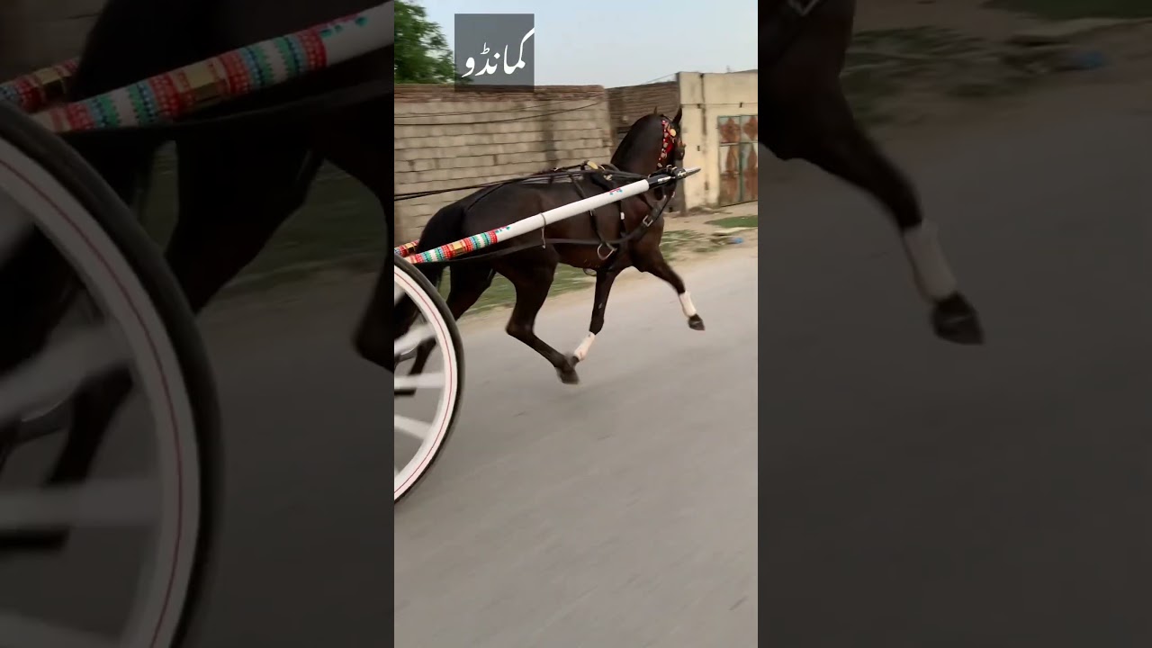 Commando Horse Khan Group Owner Zakir Khan All Pakistan Tanga Horse Racing Official 