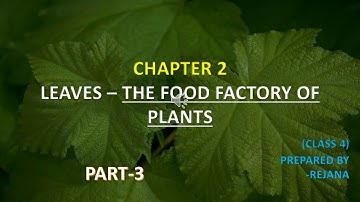 CLASS 4/SCIENCE/CHAPTER -2/PART-3/LEAVES - THE FOOD FACTORY OF PLANTS/