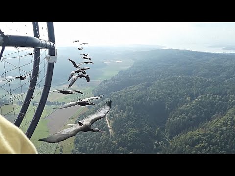 Стая редких птиц с вожаком-человеком мигрирует над Европой