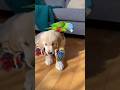 Puppy and Parrot’s Cutest Friendship Ever 🐶🦜 #Shorts📝 #puppy #parrot #viral #fyp #trendig #animals