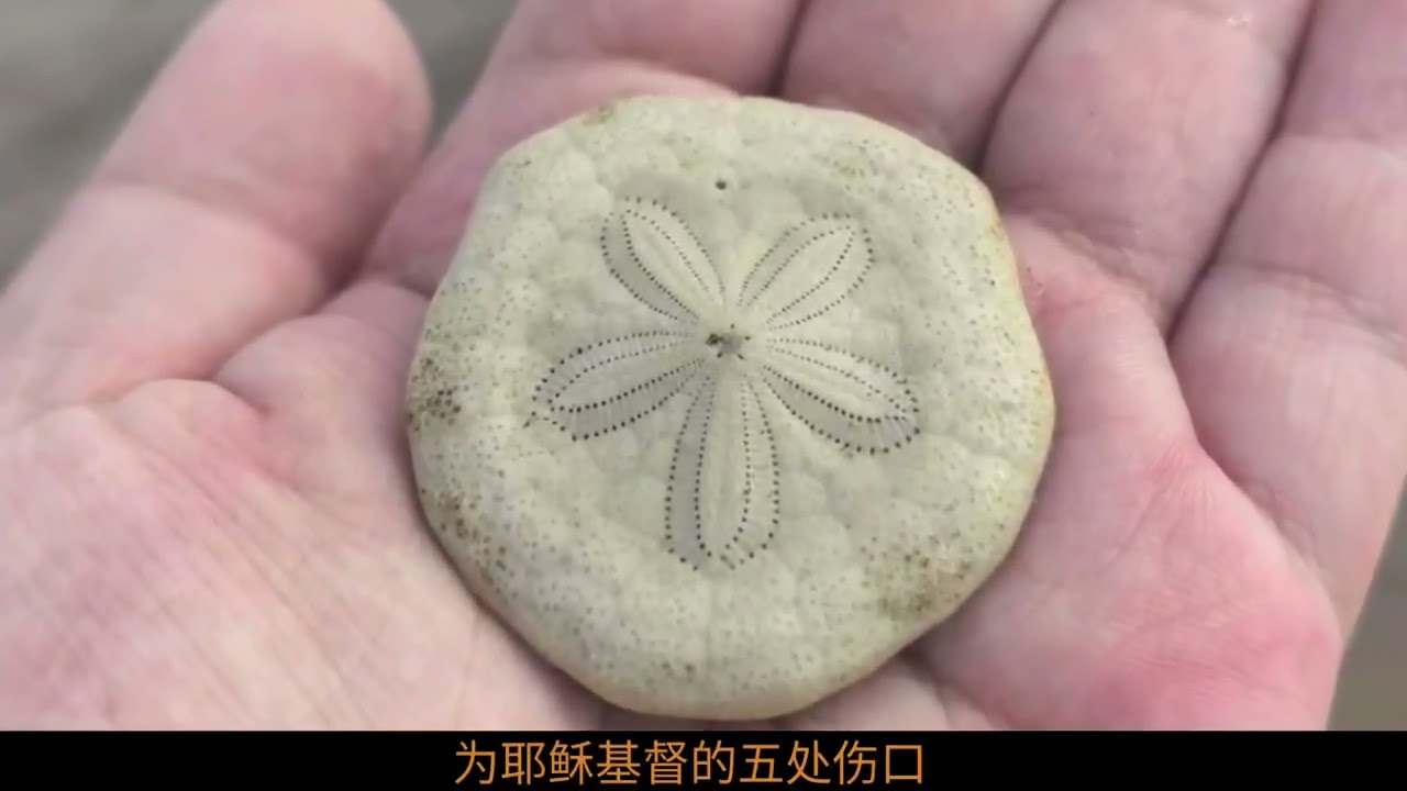 Uncover the Mysteries of Sand Coins