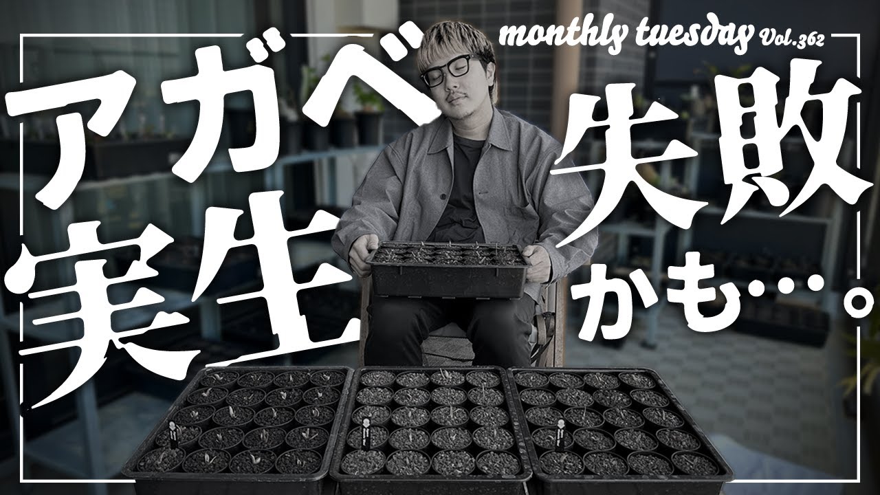 アガベ実生7ヶ月】オテロイとチタノタブルーを播種して約半年。実生は