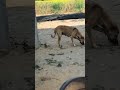 #videoshort #dogshorts 🤠