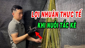 NUÔI TẮC KÈ LÃI TIỀN TỶ , LỢI NHUẬN THỰC TẾ KHI NUÔI TẮC KÈ LÀ BAO NHIÊU ? | KHỞI NGHIỆP CHĂN NUÔI
