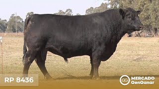 Vídeo: Toro Angus Rp 8436