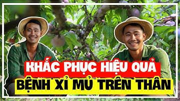 Hỏi - Đáp | Cây mận hậu | Tổng quan về cách khắc phục bệnh xỉ mủ trên thân | Sỹ Nguyễn official