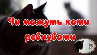 Могут Ли Коты Ревновать?