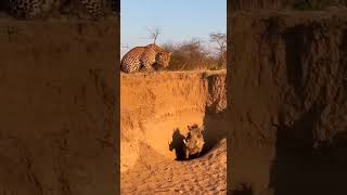 🦁 Leopard vs Wild Boar: A Moment Between Life and Death #shorts #fyp #leopard #viralvideo #trending