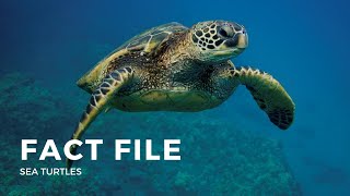 Facts about the Sea Turtle