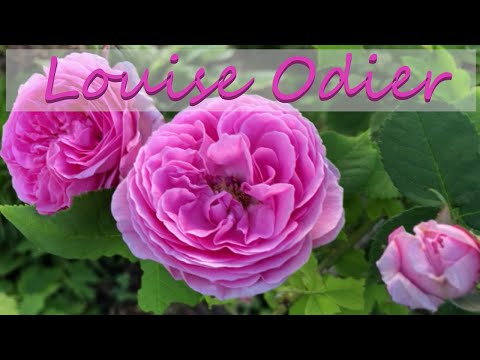 Video: Rosa Louis Odier - skaistule no Burbonu ģimenes