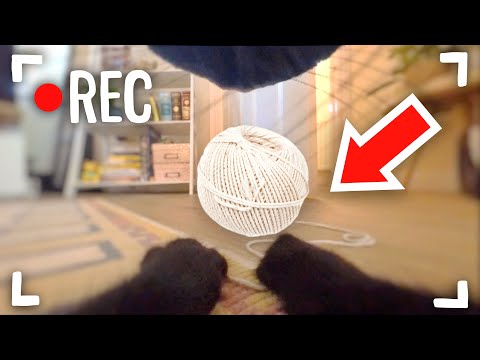 I Put a Tiny Camera on My Cat for 24 Hours #AD