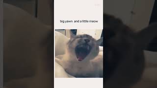 Funny Animals Compilation 💯‼️ #trending #fypシ #reels #animals #video #trendingshorts #shorts #reels